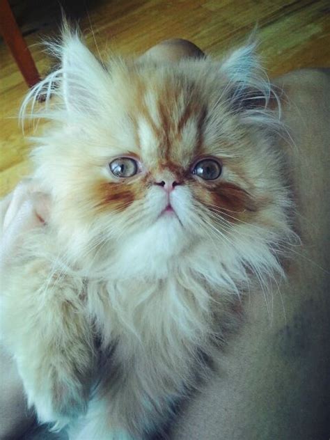 persiankitty|persian kitty Search